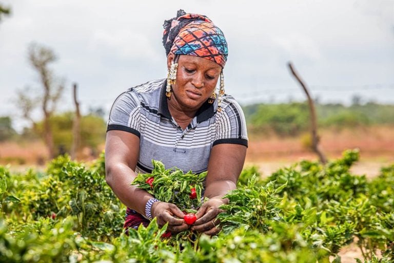 Local West African woman harvesting fresh produce in a community agricultural garden supported by Endeavour Mining.