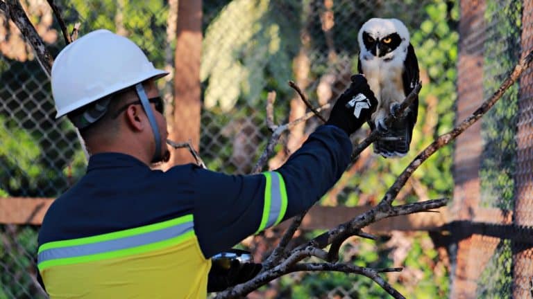 G Mining Ventures environmental specialist wearing protective equipment caring for local wildlife as part of the company's conservation programs.
