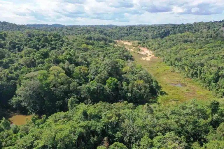 A sweeping aerial view of lush tropical rainforest stretching beneath a sky of soft, scattered clouds. A narrow, open wetland corridor winds through the dense green canopy.