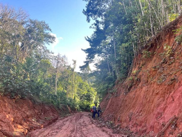 Dirt access road cutting through dense tropical forest at a Greenheart Gold project area.